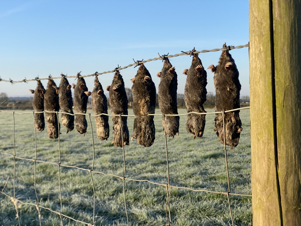 Why are people still killing&nbsp;Moles!