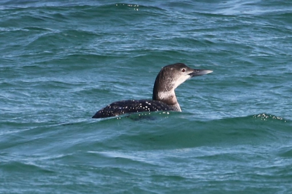 Great Northern Diver