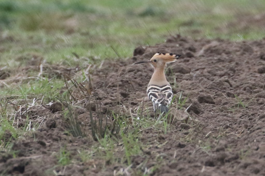 Hoopoe!!!
