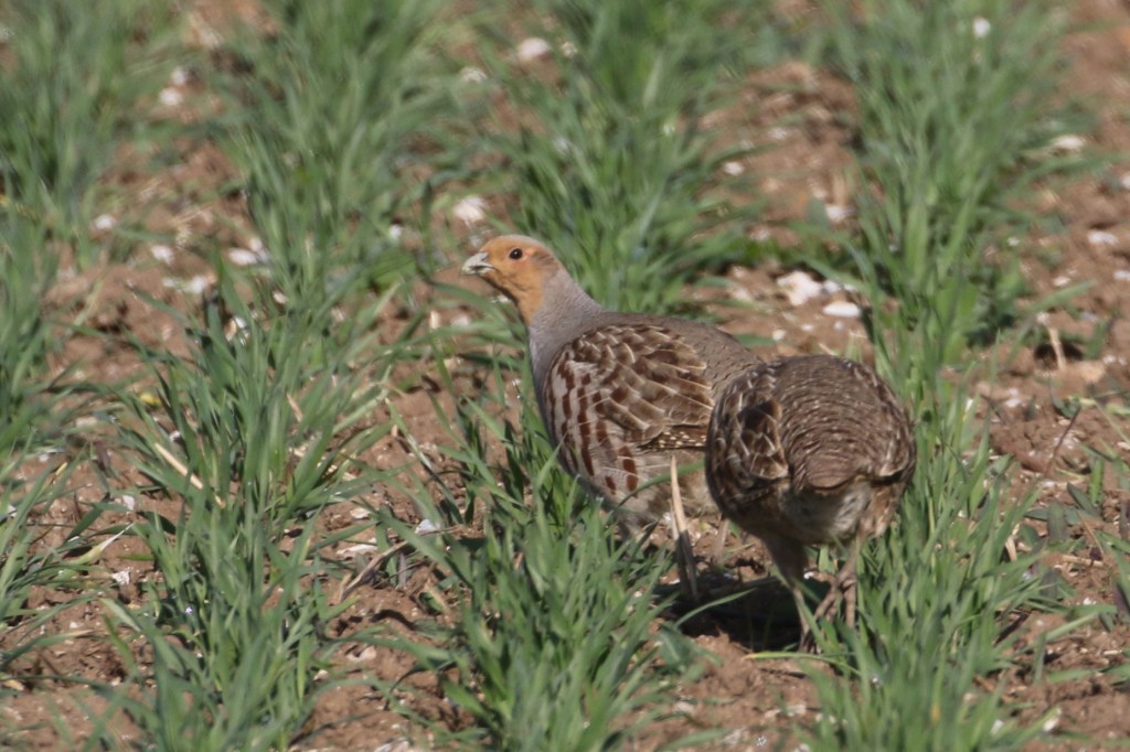 Grey Partridge