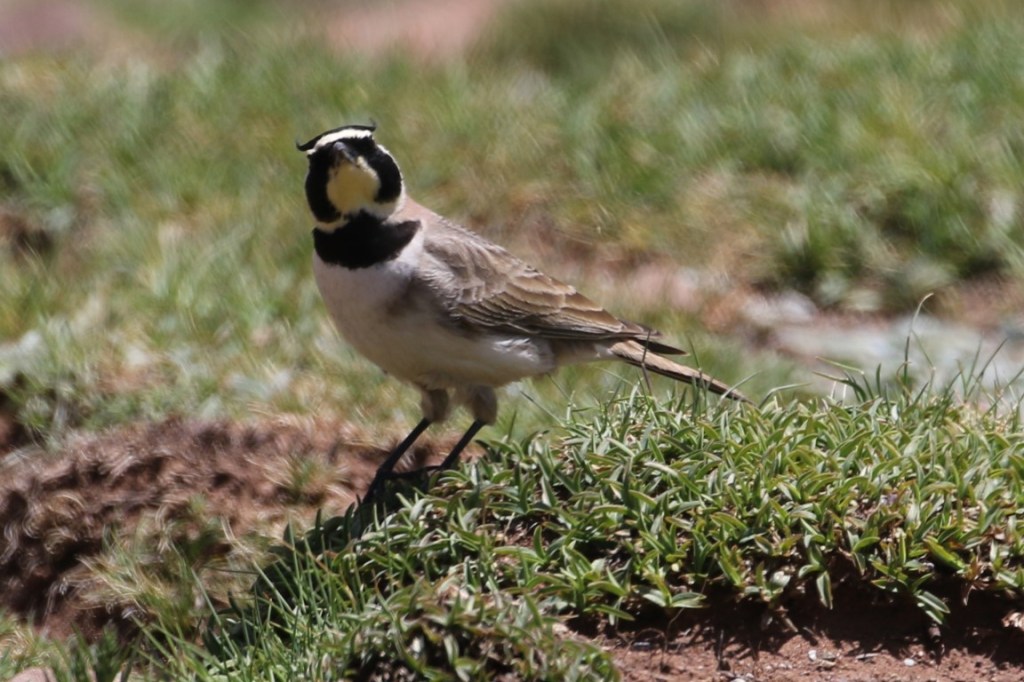 (Atlas) Shore Lark….!!