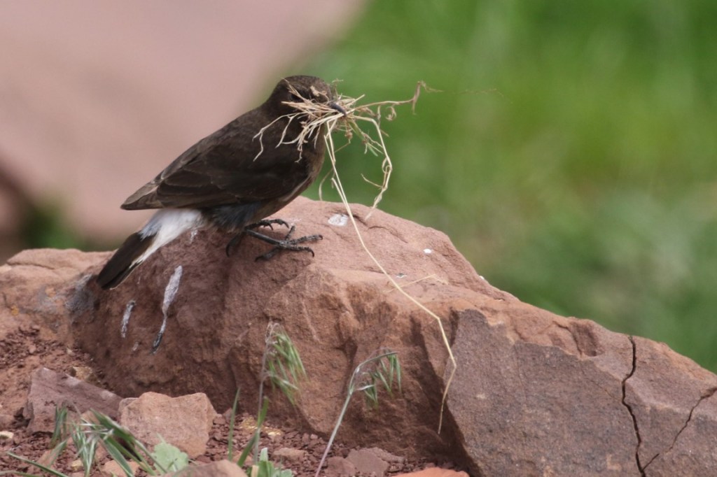 Black Wheatear