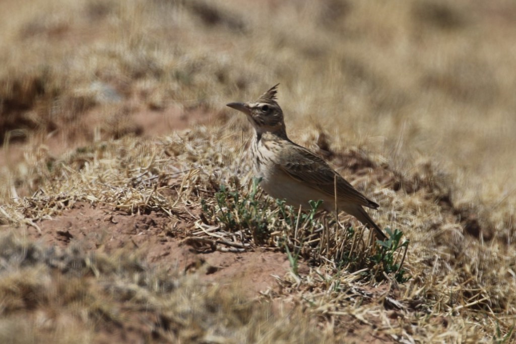 Maghreb Lark