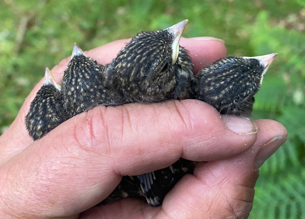 Final Nestbox Visit of&nbsp;2025