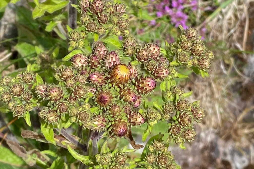 Ploughman’s-spikenard: A Subtle Beauty of Dry&nbsp;Grasslands