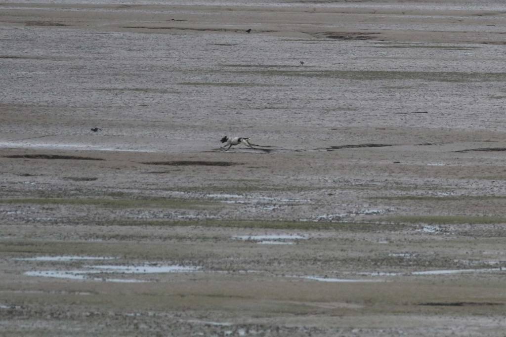 Dogs and Disturbance on Roosecote Sands SPA: A Growing&nbsp;Concern