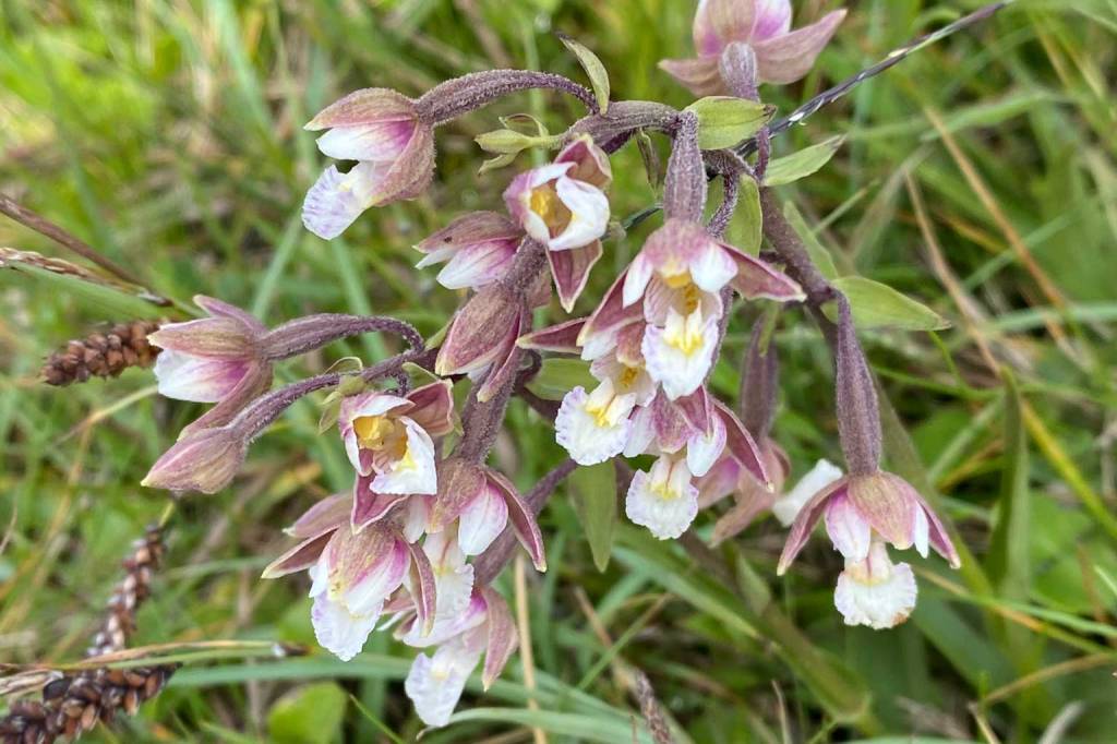 Marsh Helleborine: A Jewel of Damp Grasslands