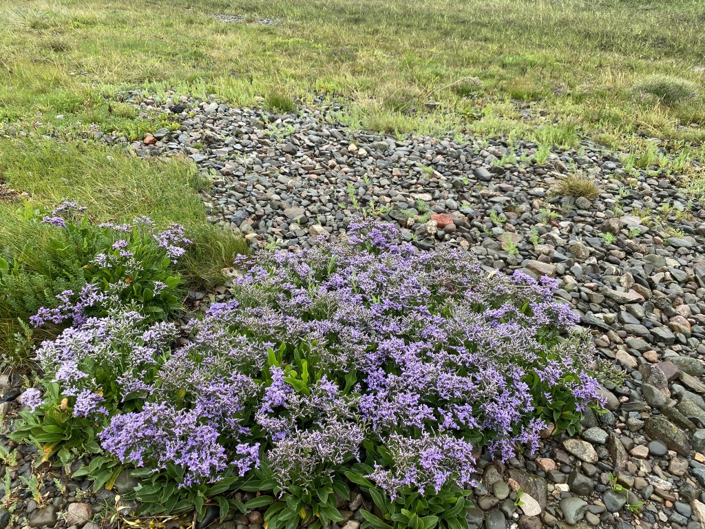 Common Sea-lavender: A Coastal Gem of the&nbsp;Saltmarsh