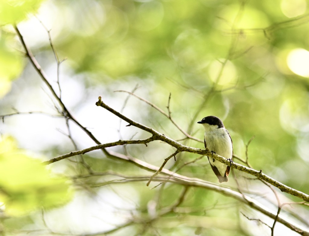 Monitoring Pied Flycatchers near&nbsp;Hawkshead