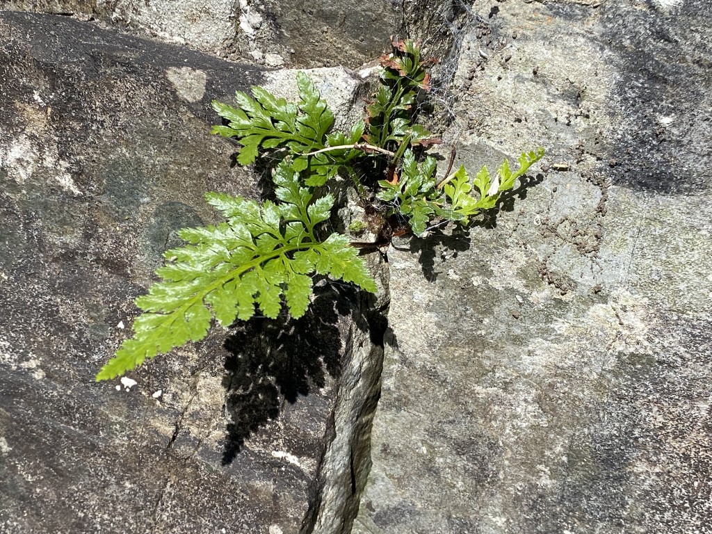 William James Linton: Radical Engraver at&nbsp;Brantwood