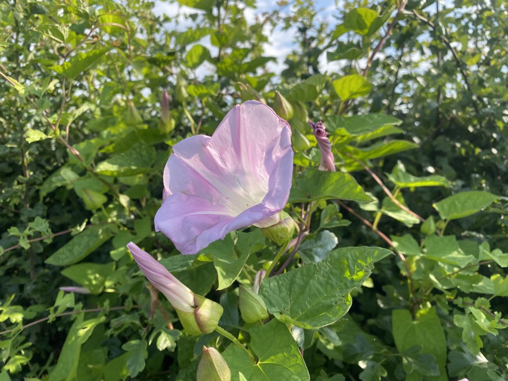 Hairy Bindweed: A Climbing Beauty with a Wild&nbsp;Side