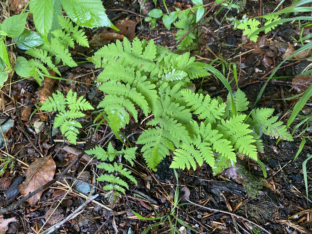 Oak Fern