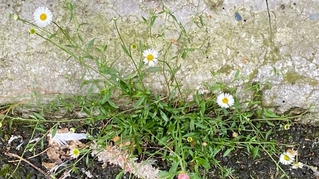 Mexican Fleabane in&nbsp;Cumbria
