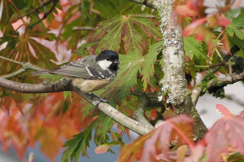 Coal Tit