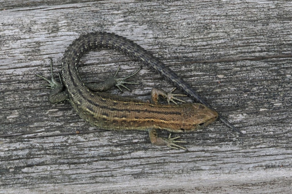 Common Lizard in&nbsp;Cumbria