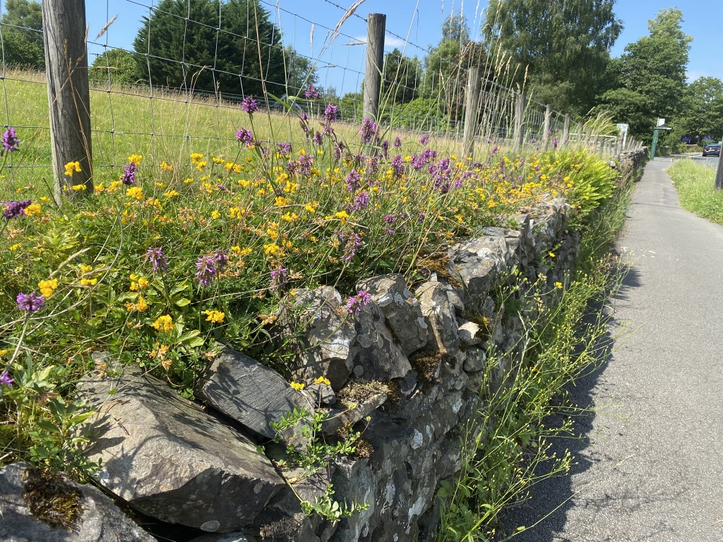 A Ribbon of Wildness Between Road and&nbsp;Pasture