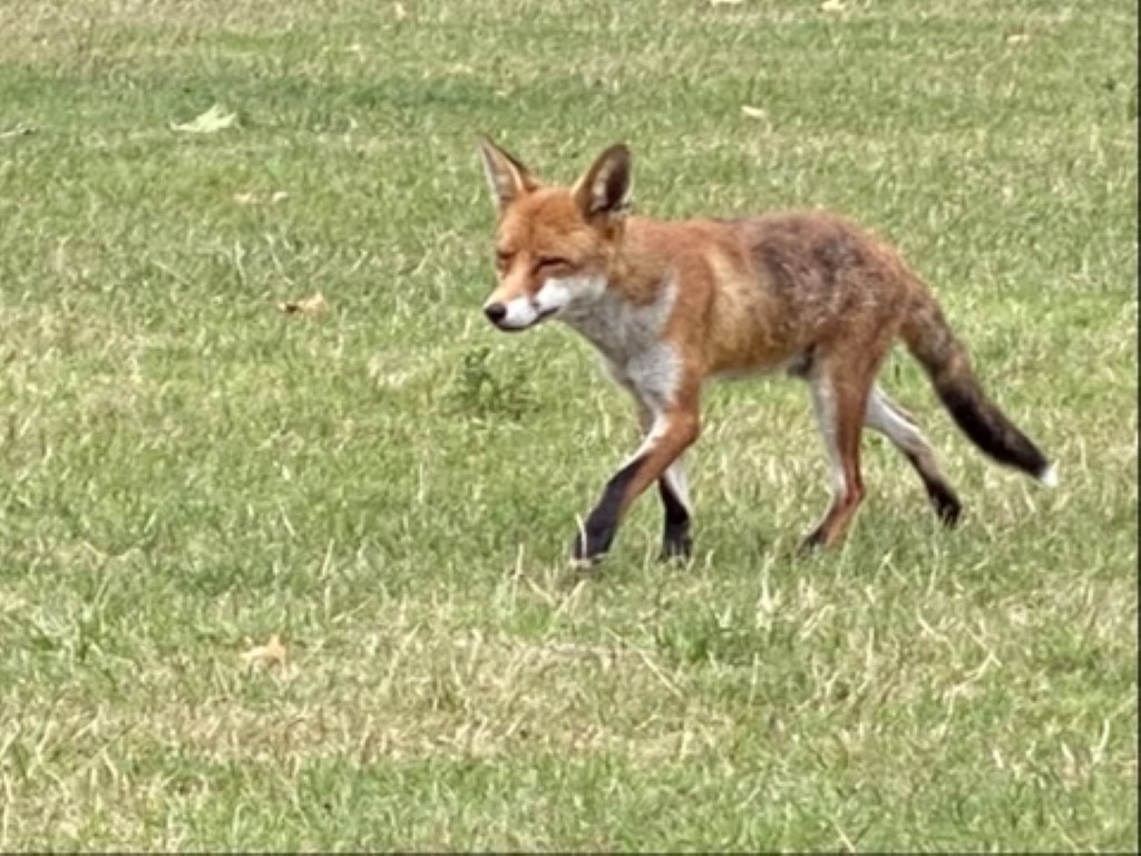 The Red Fox in&nbsp;Cumbria
