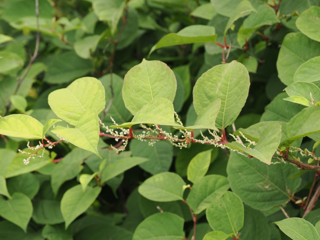 Rydal Water, its a knotweed&nbsp;jungle…..