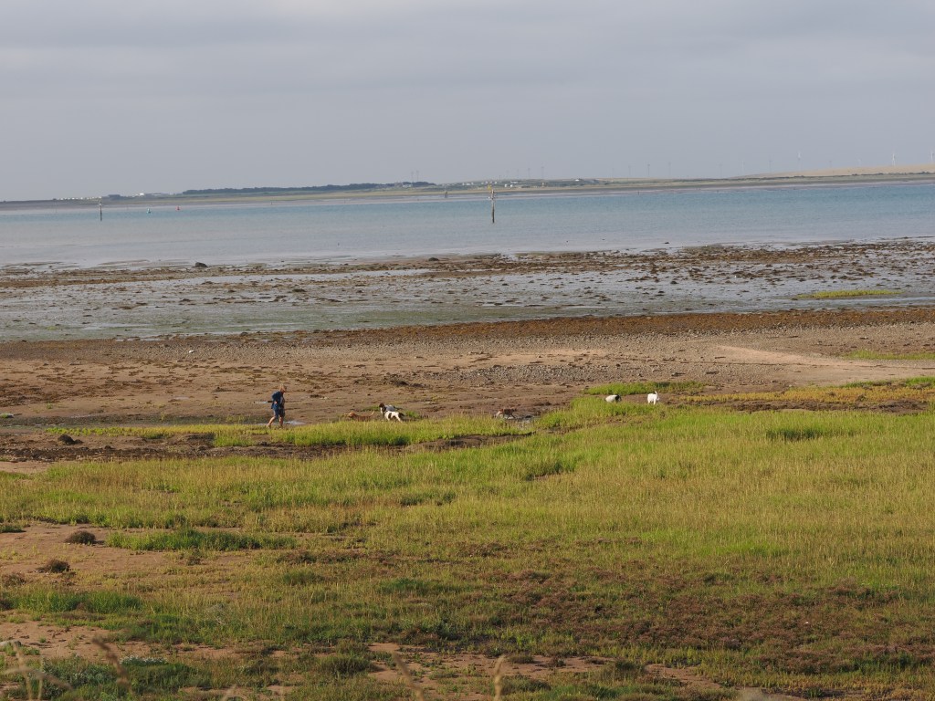 Dogs running off lead in part of Morecambe Bay&nbsp;SPA