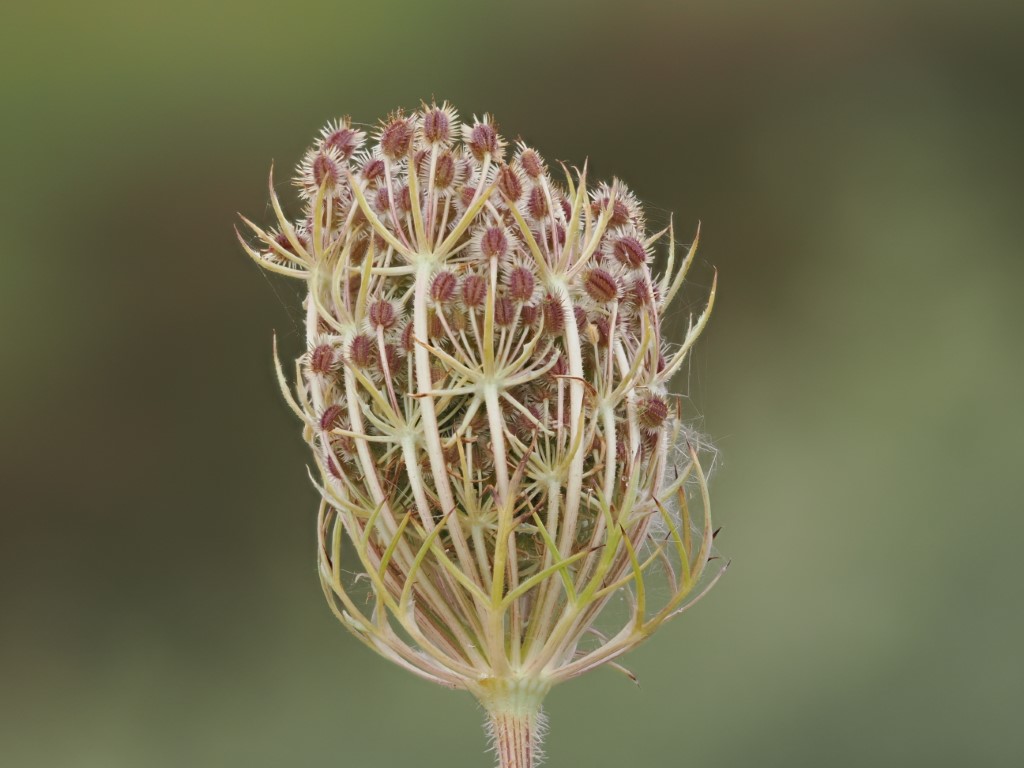 Wild Carrot (Daucus carota)