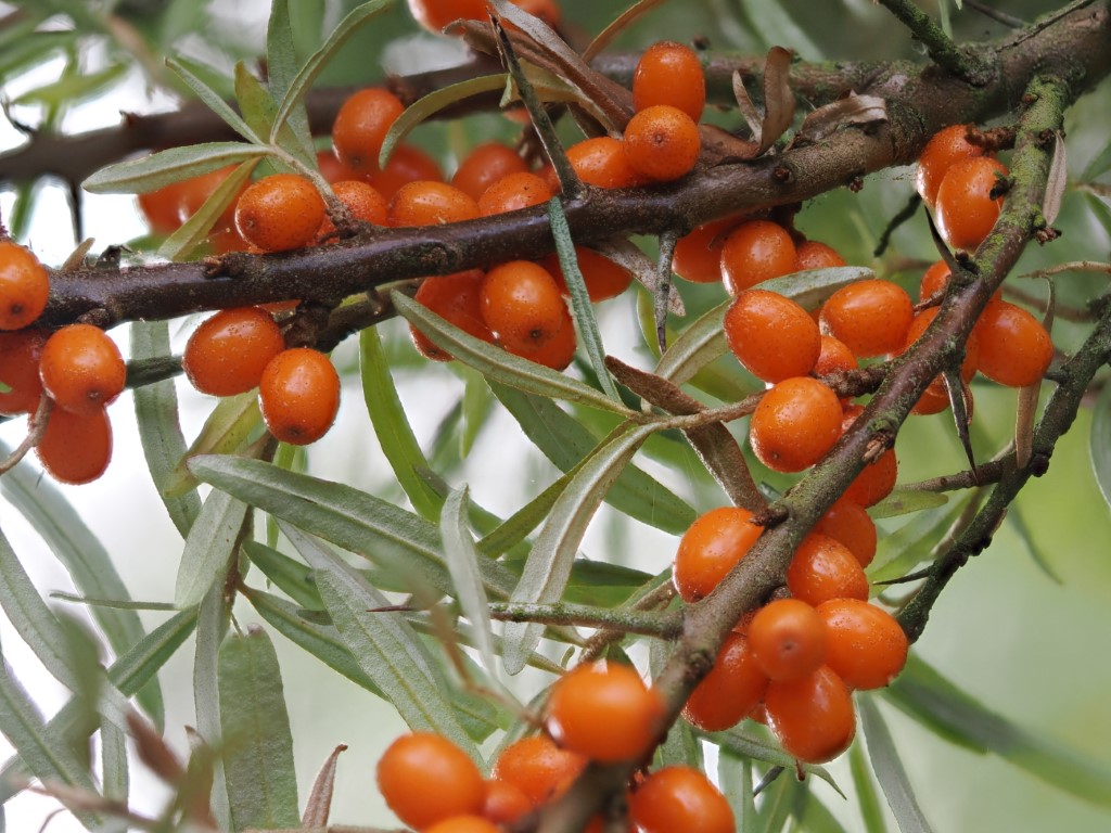 Sea buckthorn in&nbsp;Cumbria