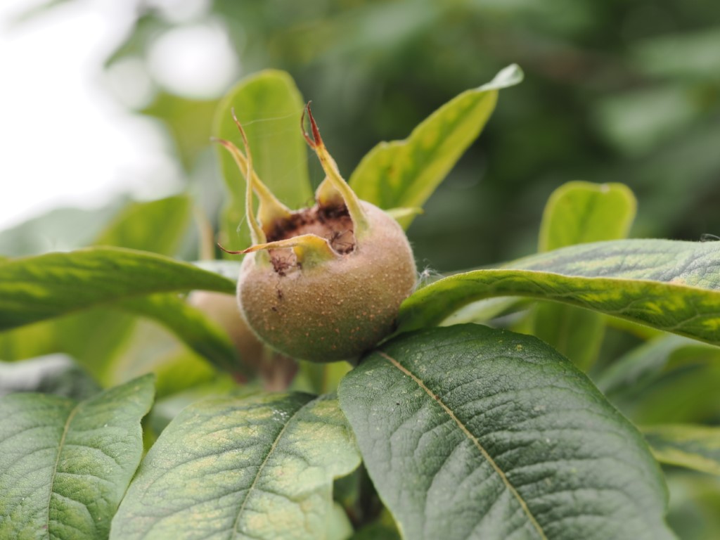 Medlar Mespilus germanica