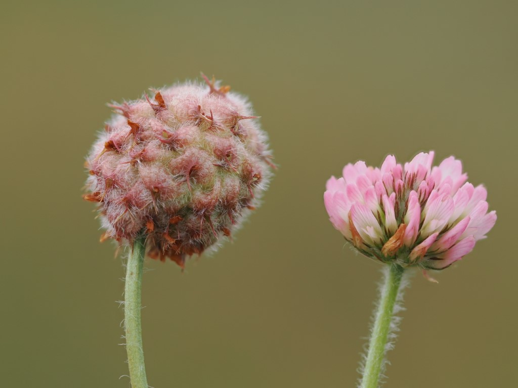 Strawberry Clover