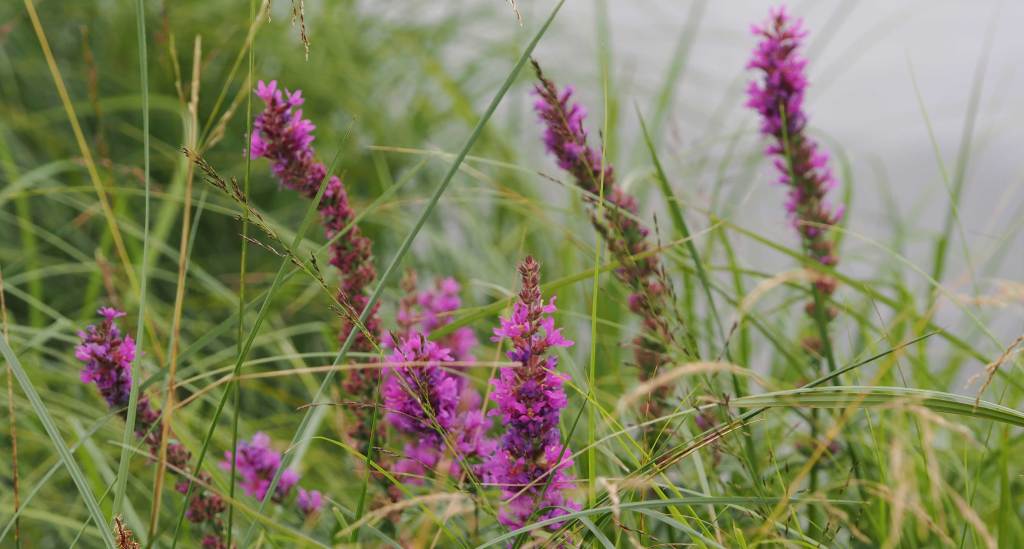 Purple Loosestrife (Lythrum salicaria): A Striking Wetland&nbsp;Wildflower