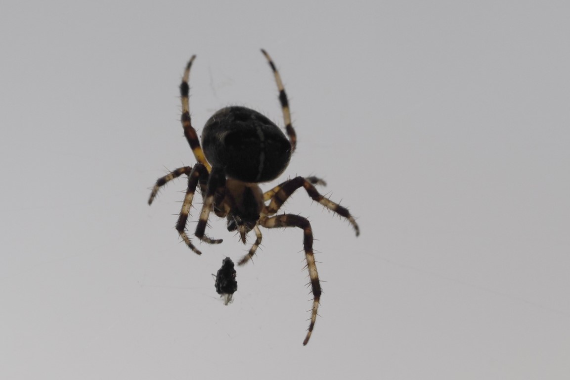 ゆり　内容の確認をお願いします。　1/f Spider ff108da0-97c5-4d1d-a9c8-