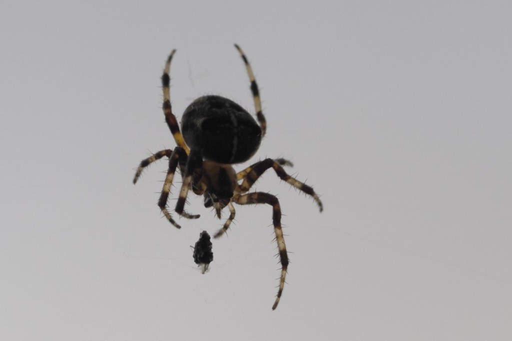 The Autumn of the Garden&nbsp;Spider