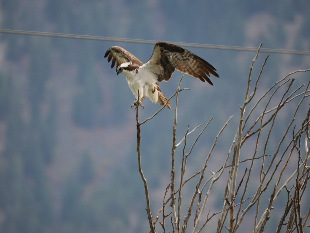 Ospreys on the Rise in Northwest&nbsp;England