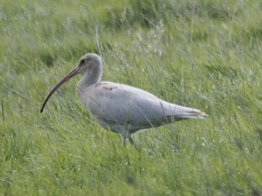Leucistic Birds – Nature’s Pale&nbsp;Oddities