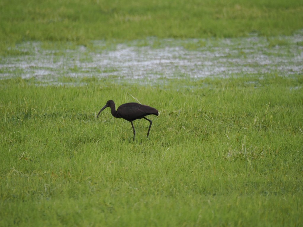 The Rise of the Glossy Ibis in the United&nbsp;Kingdom