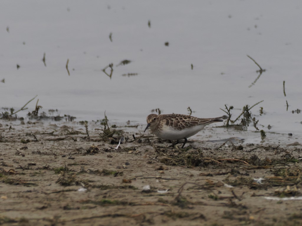 Baird’s Sandpiper – A Transatlantic&nbsp;Traveller