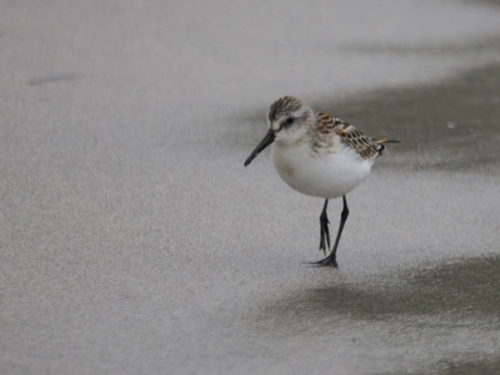 Identifying the Western Sandpiper – A Subtle Stranger from the&nbsp;West