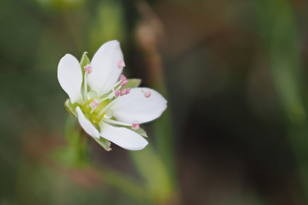 Spring Sandwort (Sabulina verna) — A Living Relic of Britain’s Mining&nbsp;Past