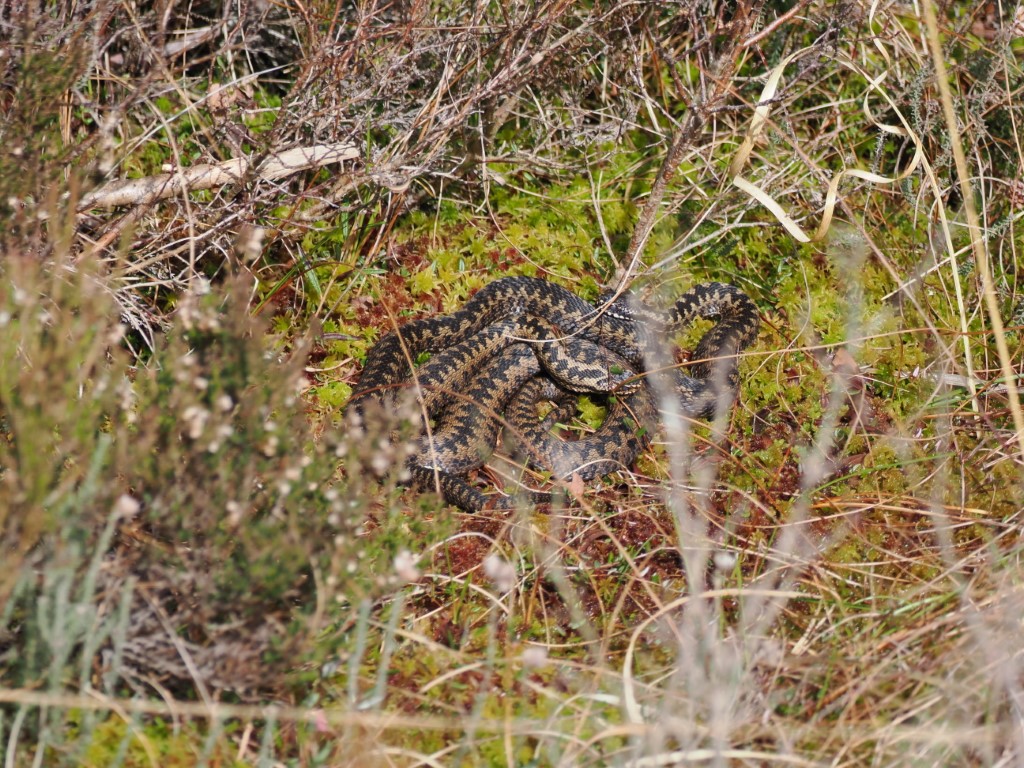 Adder’s in Cumbria