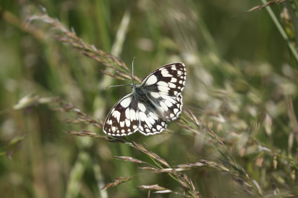 Marbled White – A Butterfly of Summer&nbsp;Grasslands