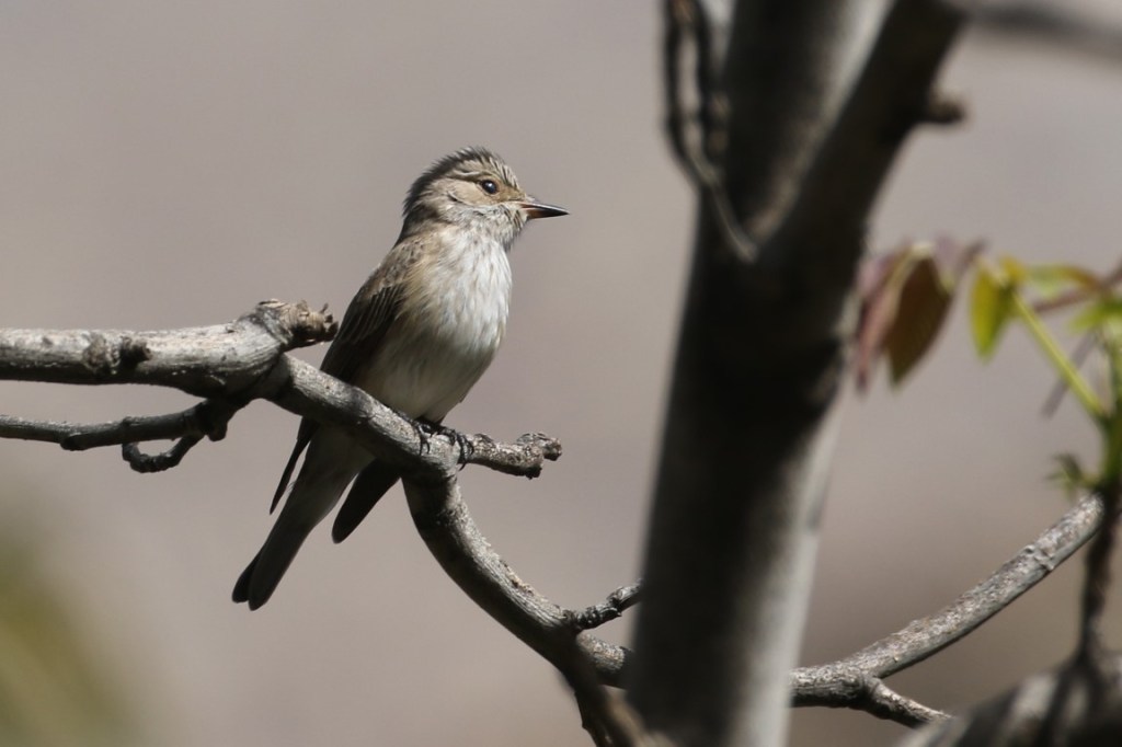 The Disappearing Spotted Flycatcher
