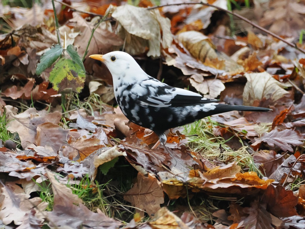 Leucistic Blackbirds – When Blackbirds Aren’t&nbsp;Black