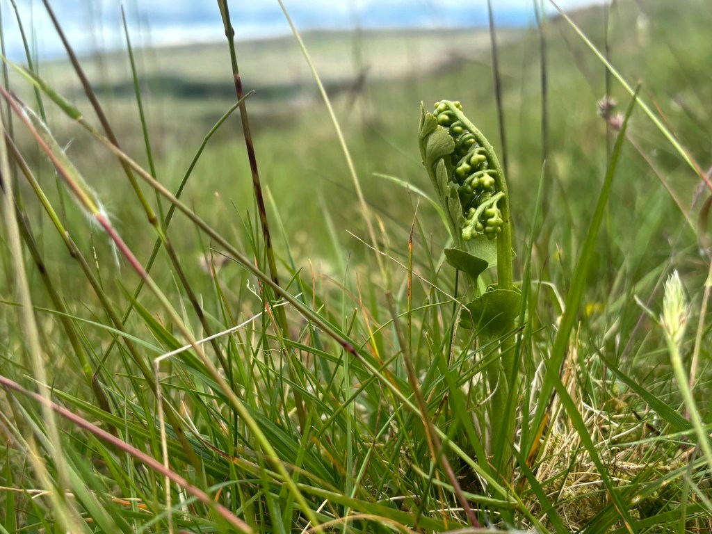 Moonwort