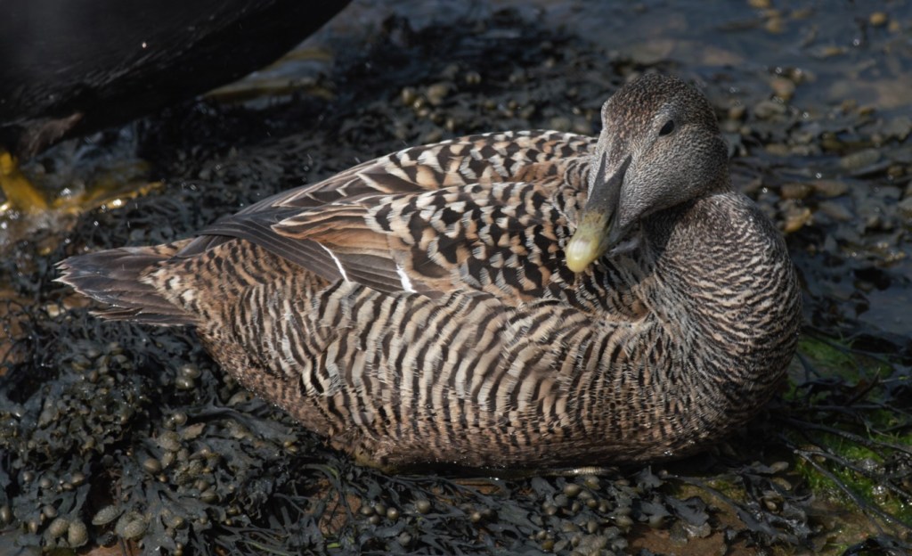 The Changing Plumage of the Eider