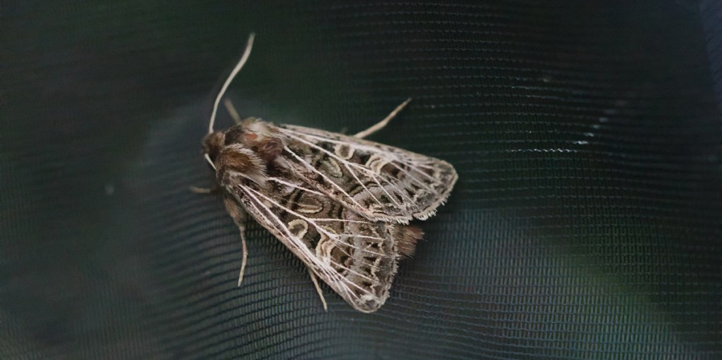 Feathered Gothic (Tholera decimalis)