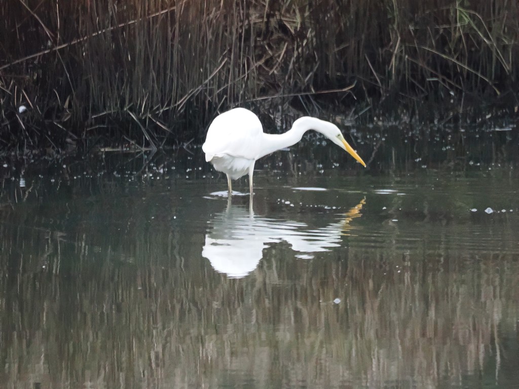 The Great White Egret in&nbsp;Cumbria