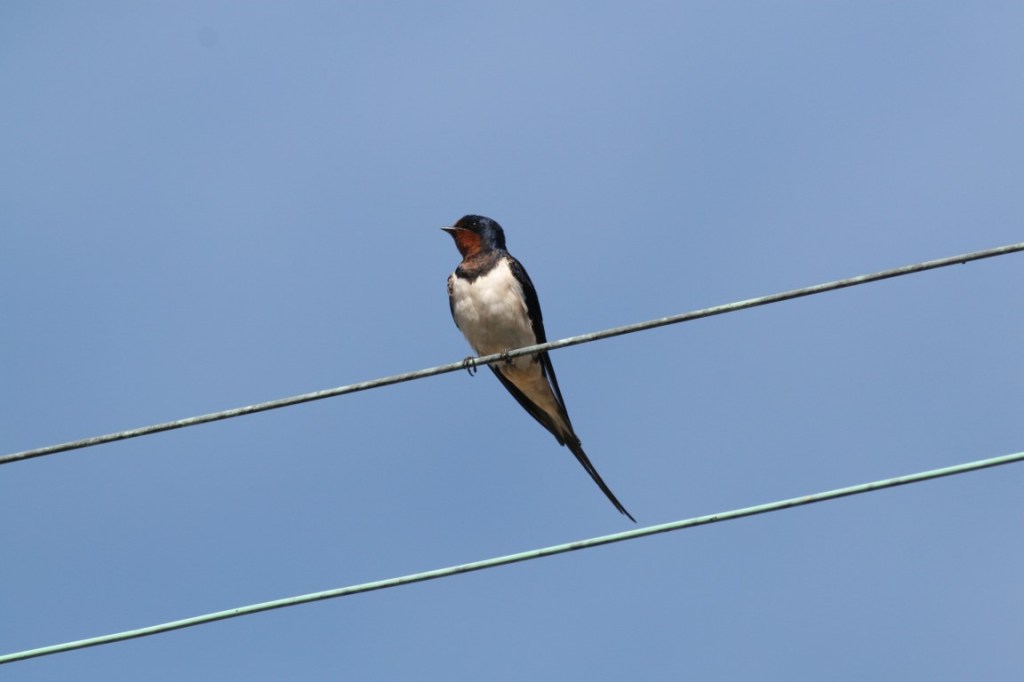 Swallows – Marking the Changing Seasons