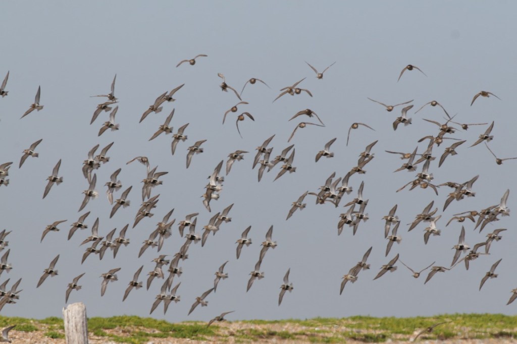 Dunlin – The Growing Flocks of Autumn