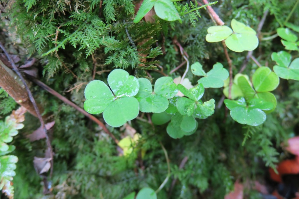 Wood Sorrel (Oxalis&nbsp;acetosella)
