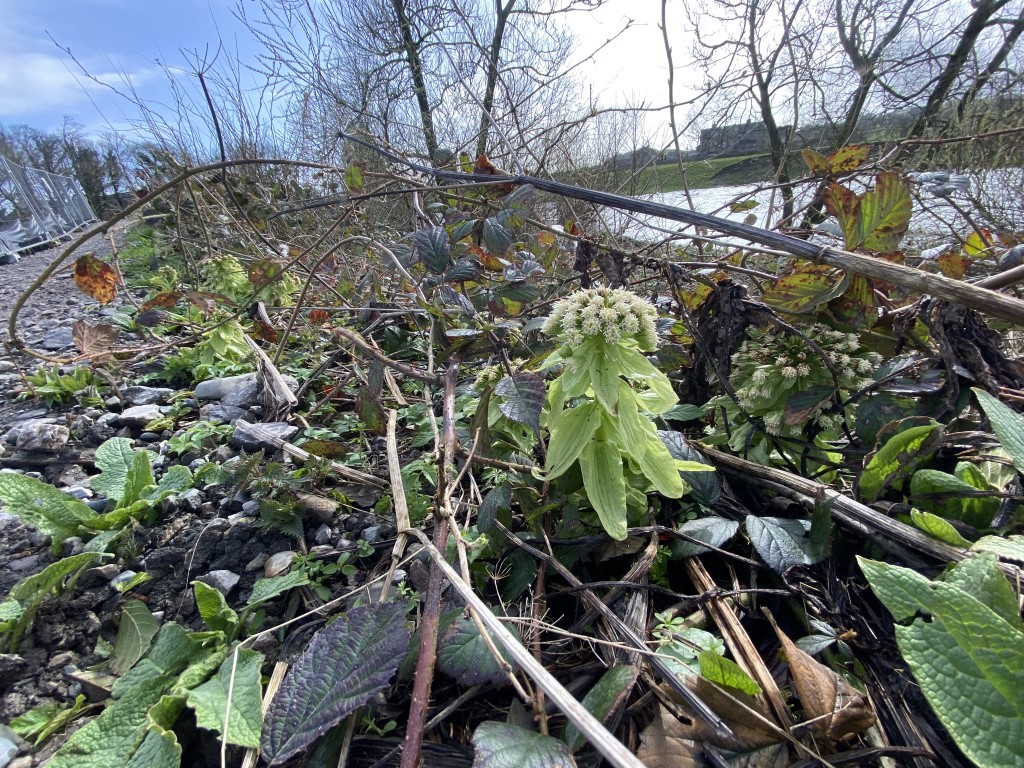 Common Butterbur – A Plant of Riverbanks and Damp Ground