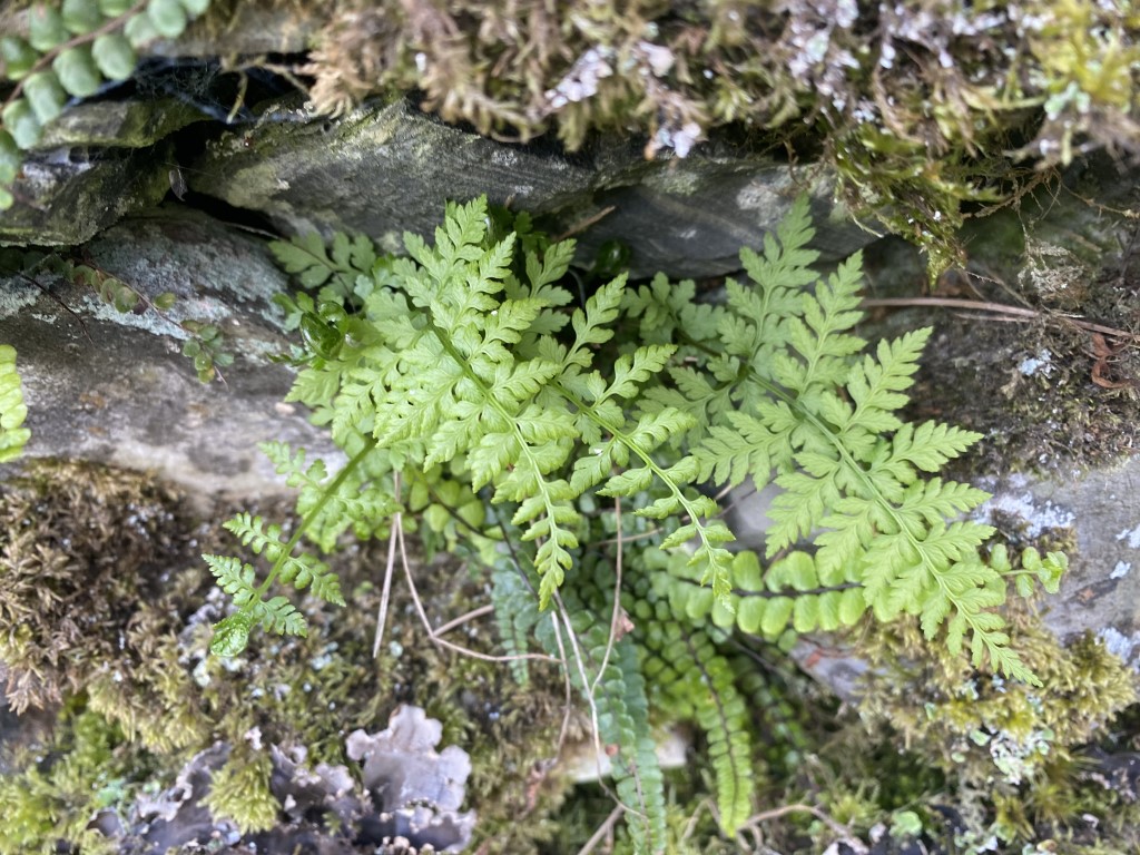 Brittle Bladder-fern – A Delicate Fern of Walls and&nbsp;Rocks