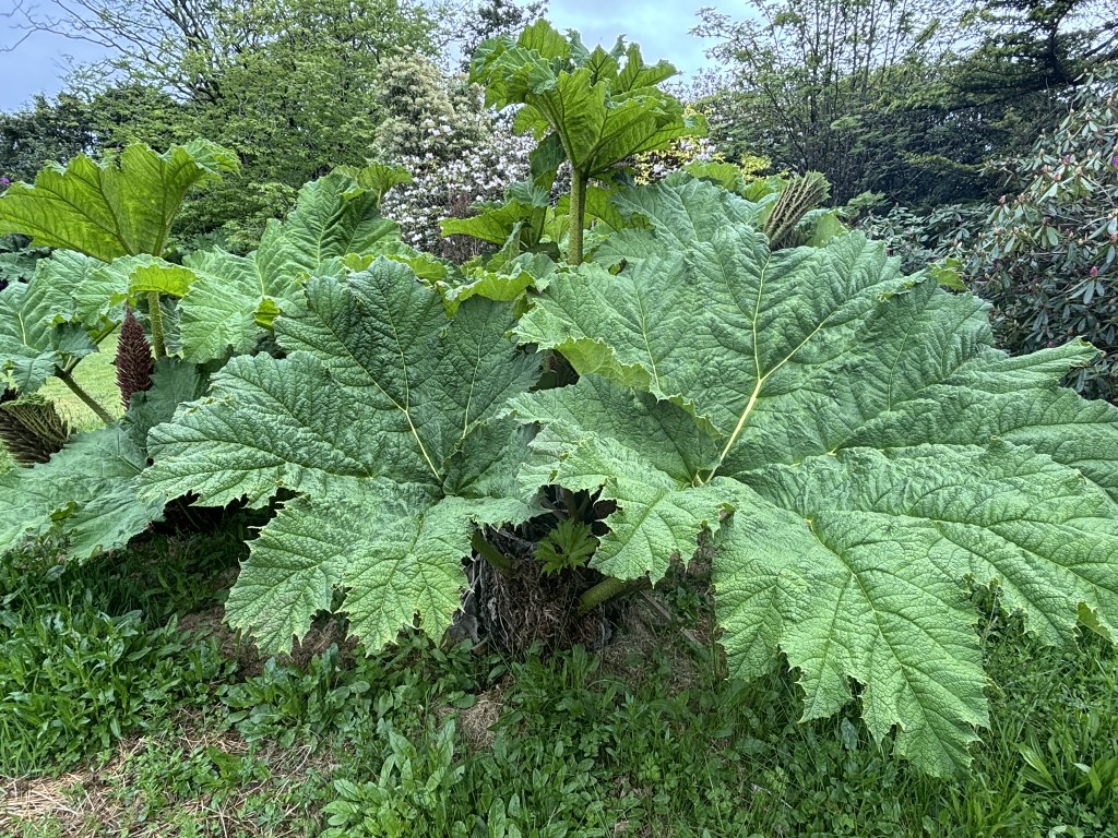 Gunnera – The Giant of the&nbsp;Garden